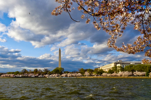 Cherry blossom time of year - Photo by Jim Patrina