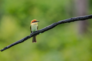 Chestnut-headed bee-eater perch - Photo by Aadarsh Gopalakrishna