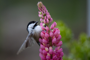 Chicadee On Lupine - Photo by Danielle D'Ermo