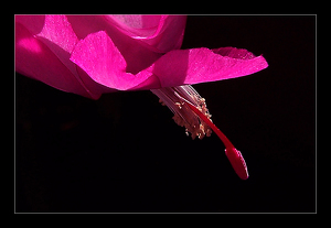 Christmas Cactus - Photo by Bruce Metzger