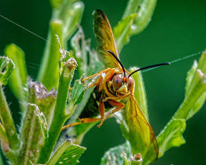 Cicada Killer with an Attitude - Photo by John McGarry