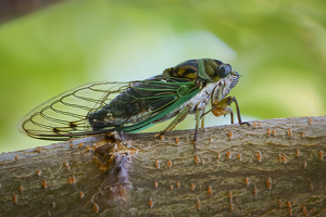 Cicada - Photo by Jeff Levesque