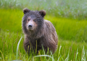 Coastal  Brown Bear Cub - Photo by Danielle D'Ermo