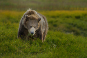 Coastal Brown Bear Eating Sedge Grasses - Photo by Danielle D'Ermo