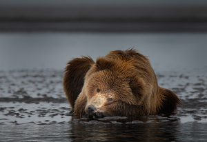 Coastal Brown Bear Resting in Bay by Danielle D'Ermo