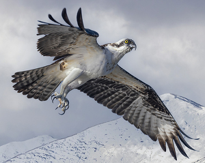 Colorado Osprey - Photo by Eric Wolfe