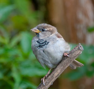 Common Sparrow - Photo by Linda Fickinger