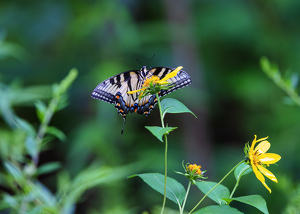 Common Swallowtail - Photo by Robert McCue