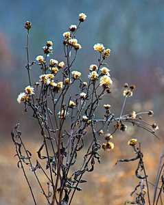 Common Tall Weed In Winter - Photo by Dolph Fusco