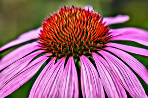 Cone Flower Canvas - Photo by Jeff Levesque