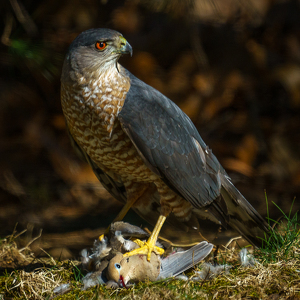 Class B 1st: Cooper's Hawk Afternoon Meal by Jeff Levesque