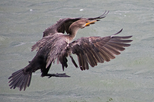 Cormorant Coming In For A Landing - Photo by Bill Latournes