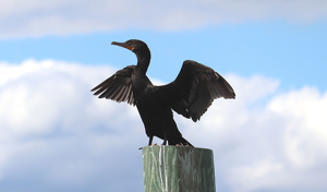 Cormorant drying wings - Photo by Mireille Neumann