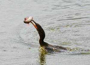 Cormorant enjoying a fresh catch - Photo by Wendy Rosenberg