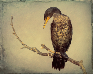 Salon 1st: Cormorant on a Branch by Susan Porier