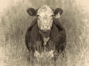 Cow in field - Photo by Merle Yoder