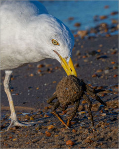 Crab for Breakfast - Photo by John Straub