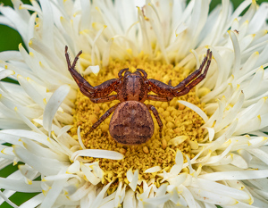 Salon 2nd: Crab Spider In Threat Pose by Bob Ferrante