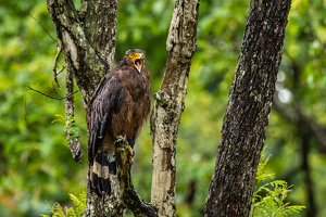 Crested Serpent Eagle, Kabini forest , India - Photo by Aadarsh Gopalakrishna