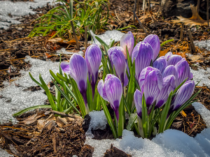 Class B 2nd: Crocuses in Spring Snow by Lorraine Cosgrove