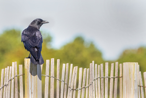 Crow on a fence - Photo by Merle Yoder