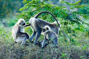 Class B HM: Curiosity runs in the family !!! Grey Langoor - Kabini Forest , India by Aadarsh Gopalakrishna