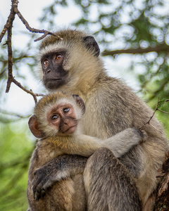 Curious little monkey - Photo by Susan Case