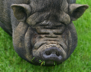 Cute Pig? - Photo by Ron Thomas