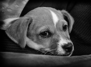 Class B HM: cute pup by Ginny Thibodeau