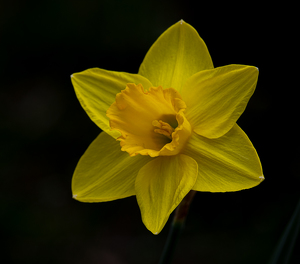 Daffodil - Photo by Marylou Lavoie