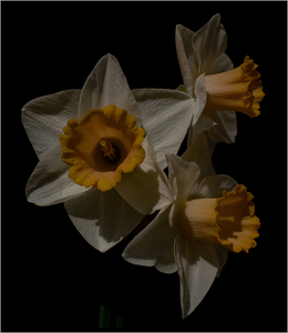 Daffodils in the Moonlight - Photo by Karin Lessard