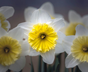 Daffodils - Photo by Bert Sirkin