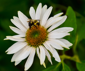 Daisy and Bee - Photo by Louis Arthur Norton
