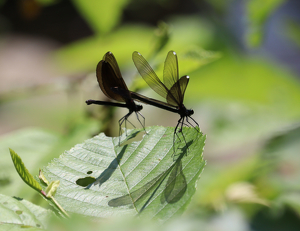 damsel flies on leaf - Photo by Mireille Neumann