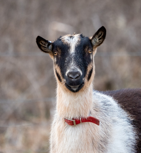 Dapper Goat - Photo by Marylou Lavoie