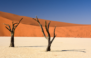 Dead Vlei, Namibia - Photo by Susan Case