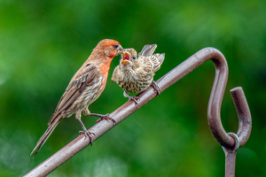 Dedicated Dad !!! - Finch with a Fledgling - Photo by Aadarsh Gopalakrishna