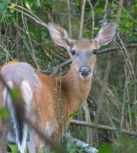 Deer In The Woods - Photo by Bill Latournes