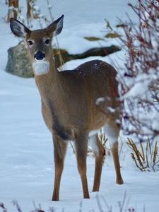 Deer Me - Photo by Wendy Rosenberg