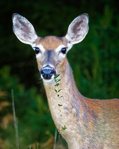 Deer With a Snack - Photo by John McGarry