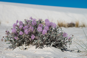 Desert flowers - Photo by Peter Rossato