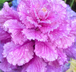 Dew Covered Purple Cabbage - Photo by Louis Arthur Norton