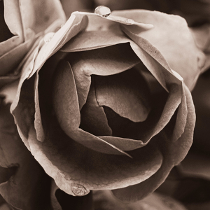 Dew on a Rose - Photo by Pamela Carter