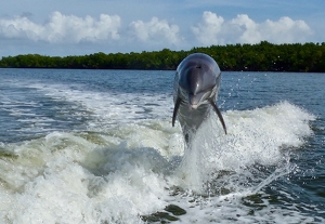 dolphin in the wake - Photo by Wendy Rosenberg