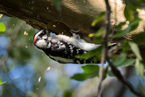 Downy Wodpecker - Photo by Nancy Schumann