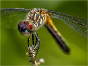 Dragon Fly - Photo by Frank Zaremba, MNEC