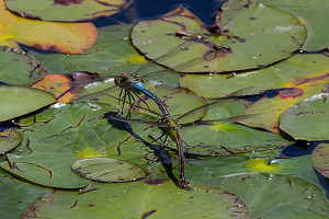 Dragonfly and Damselfly - Photo by Bill Latournes