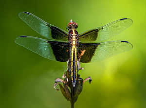 Dragonfly's Dream - Photo by Mary Anne Sirkin