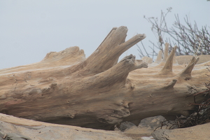 Drift Wood on the Beach - Photo by James Haney