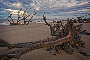 Driftwood Beach Weathered Wood - Photo by John McGarry